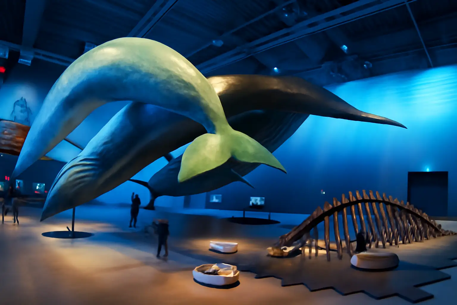 Whales Of Iceland Admission Ticket